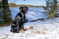 Dog1