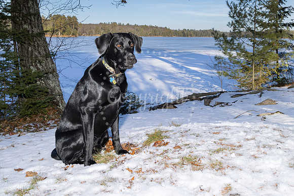 Dog1