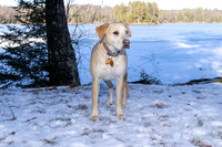 Dog4