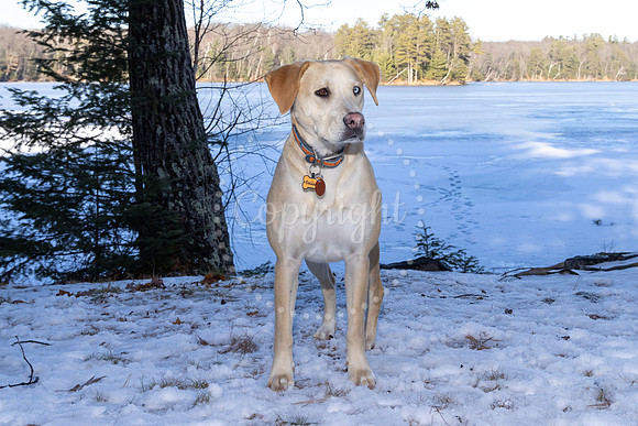 Dog5
