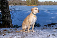 Dog6