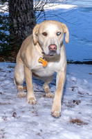 Dog7