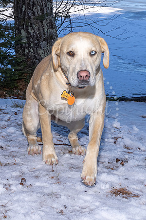 Dog7