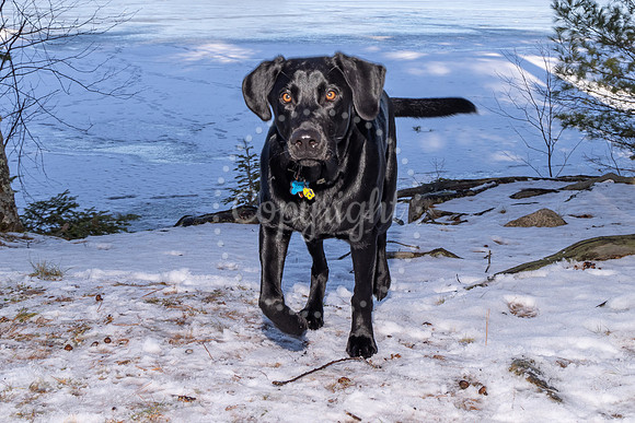 Dog8