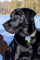 Dog9