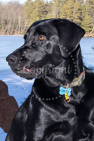 Dog9