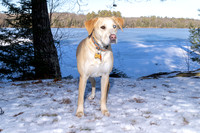 Dog2