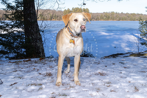 Dog2
