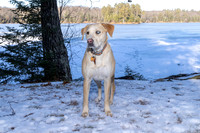 Dog3